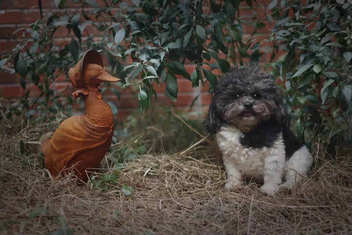 Victorian Cast Iron Mrs Duck Garden Statue Lady Duck with Bonnet Cape Outdoor